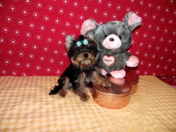 Yorkshire Terrier, Yorki