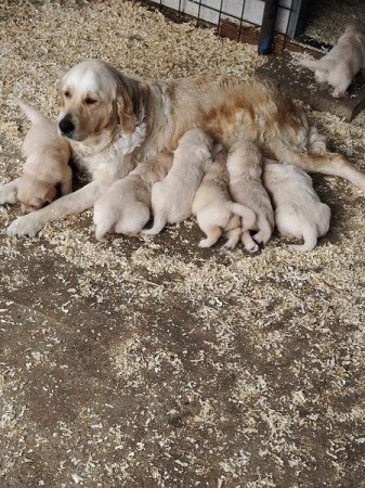 Golden retriever