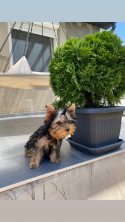 Yorkshire terrier