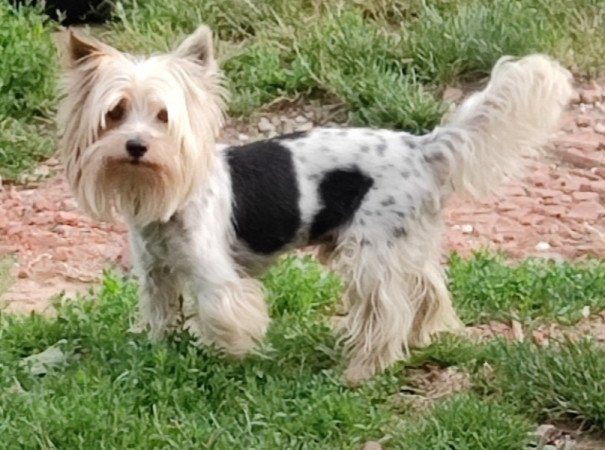 Yorkshire terrier