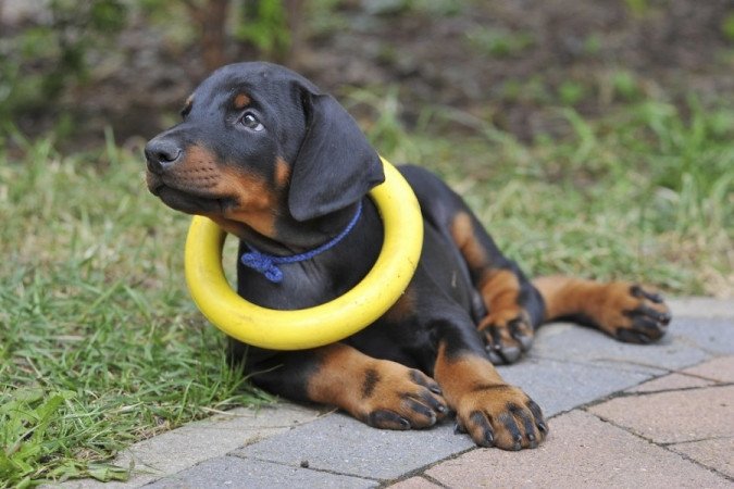 Dobermann