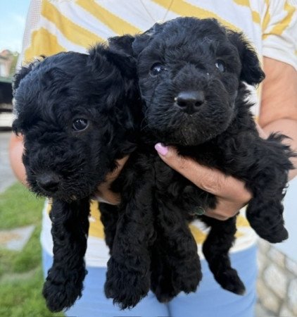 pumi