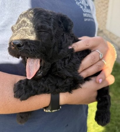 pumi