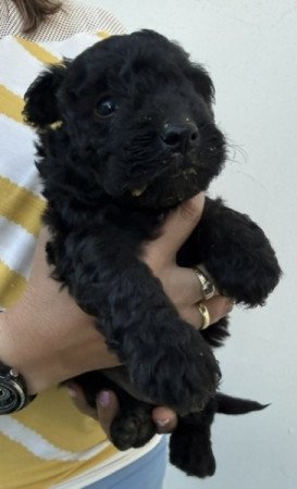 pumi
