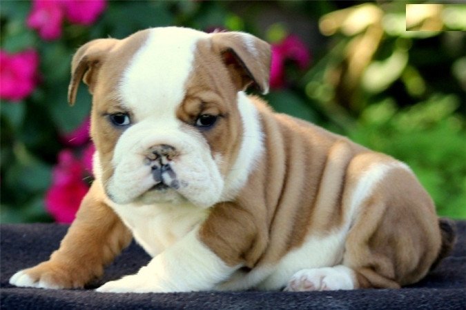 Angol bulldog