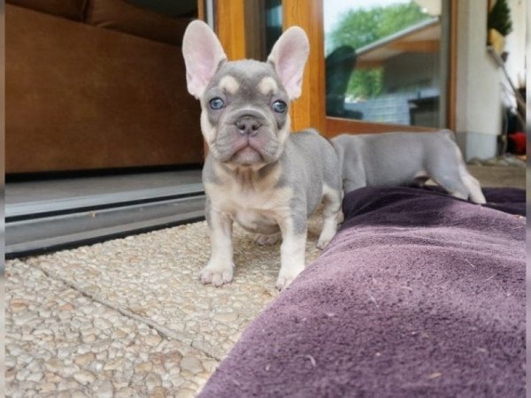 Francia bulldog