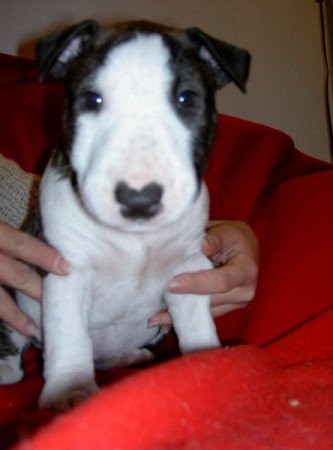 bullterrier