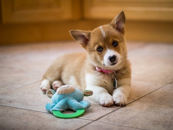 Pembroke Welsh Corgi