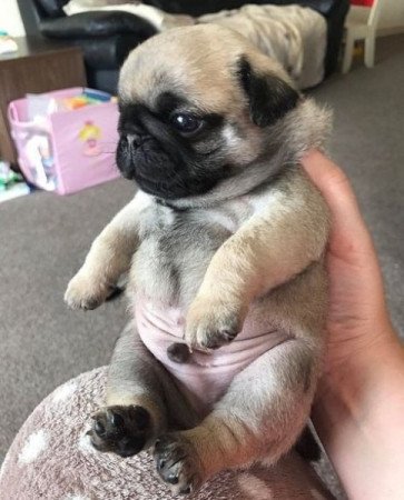 mopsz