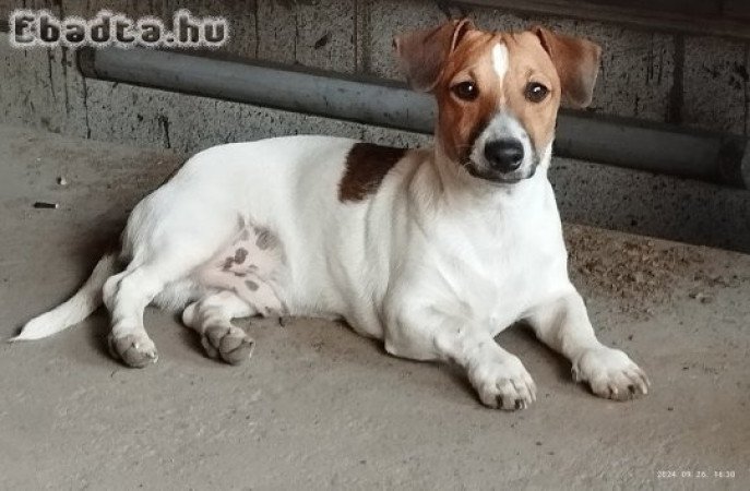 Jack Russell terier 06202115757