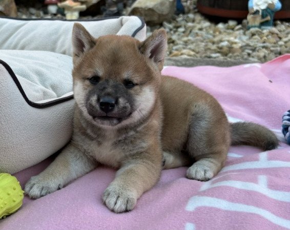 Shiba inu