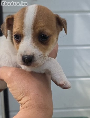 Jack russel terrier eladó!
