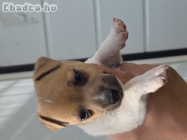 Jack russel terrier eladó!