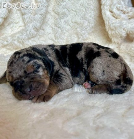 Louisiana Catahoula Leopard Dog