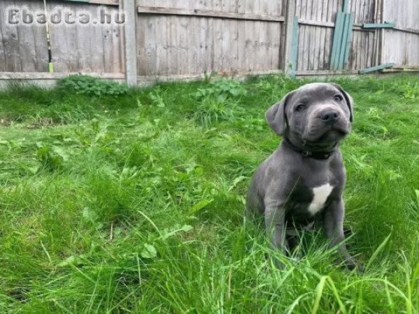 Pitbulls for sale