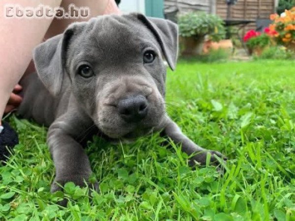 Pitbulls for sale