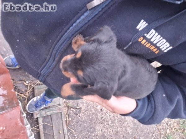 Eladó  tacskó  kis kutyák