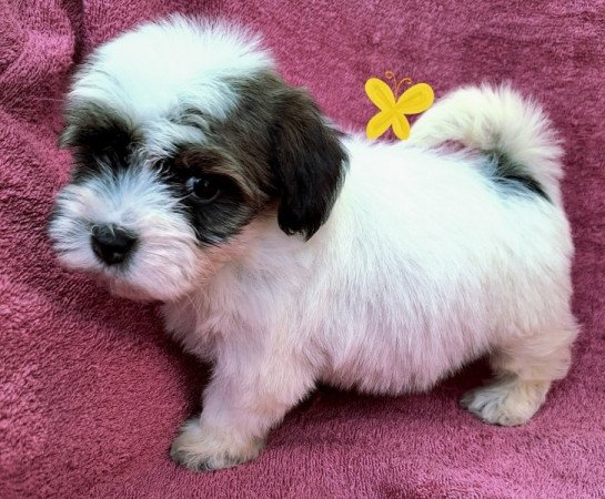 Bichon havanese