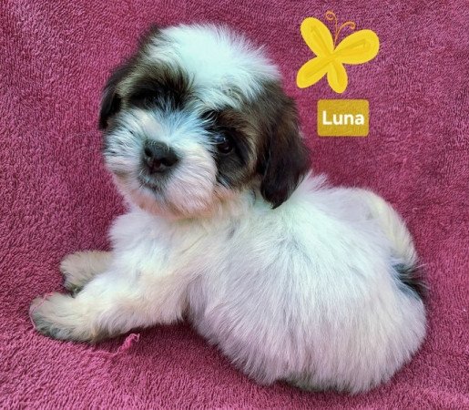Bichon havanese