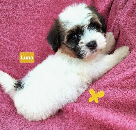 Bichon havanese