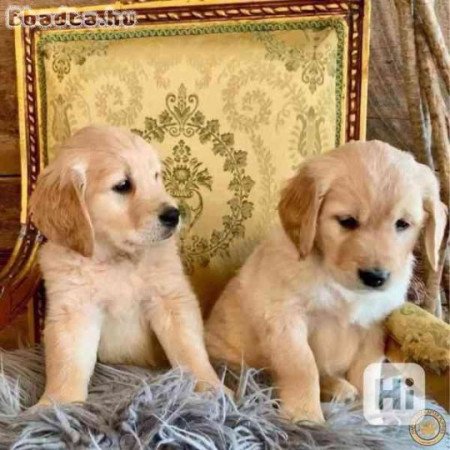 Arany retriever kölykök örökbefogadásra