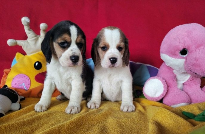 Beagle
