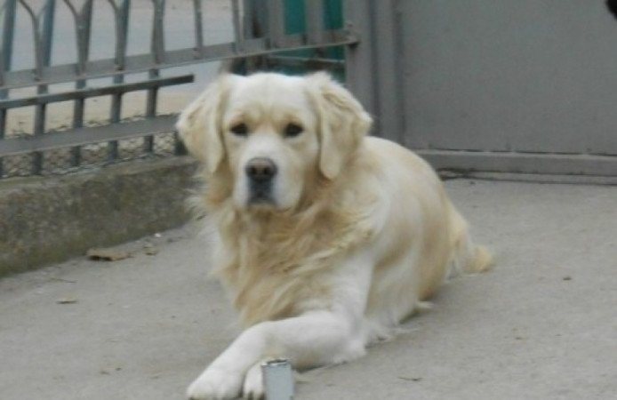 Golden retriever