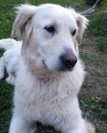 Golden retriever