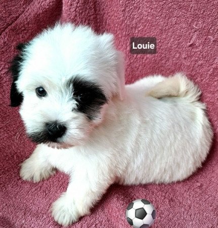 Bichon havanese