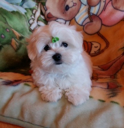 Bichon Havanese