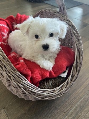 Bichon havanese
