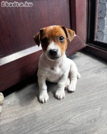 Jack Russel terrier kiskutyák