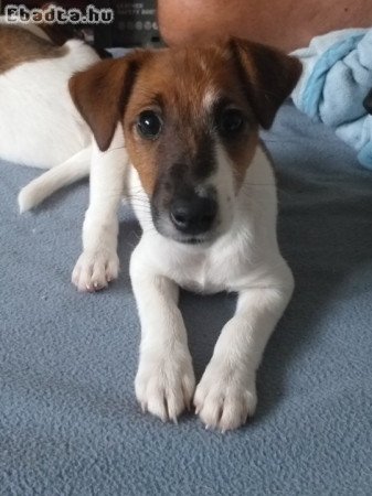 Jack Russel terrier kiskutyák