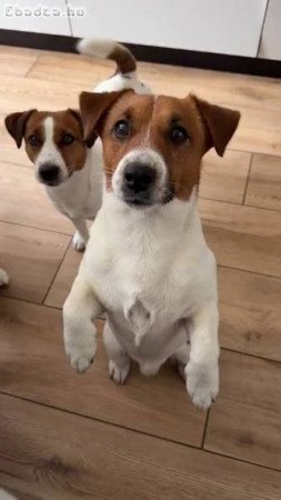 Jack Russel terrier kiskutyák