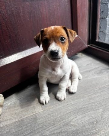 Jack Russel