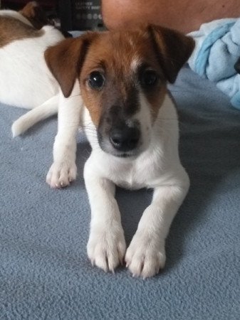 Jack Russel