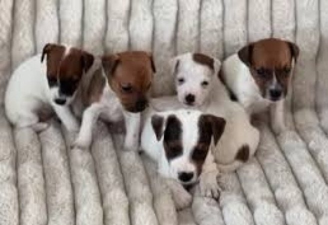 Jack Russel