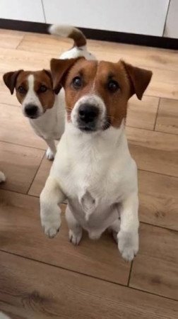 Jack Russel