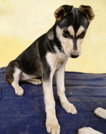 Husky - Rottweiler