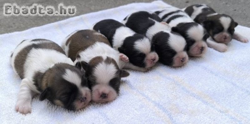 shih-tzu kölyök. Kutyák eladók
