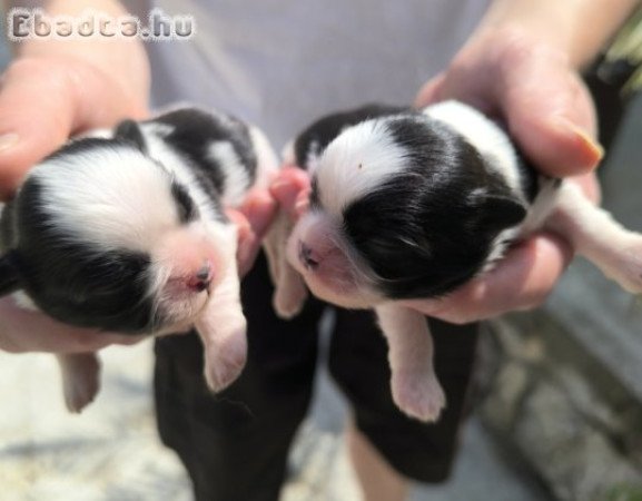 shih-tzu kölyök. Kutyák eladók