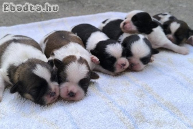 shih-tzu kölyök. Kutyák eladók