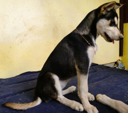 Husky - Rottweiler