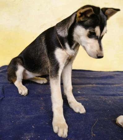 Husky - Rottweiler