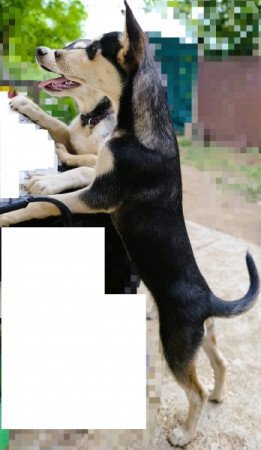 Husky - Rottweiler