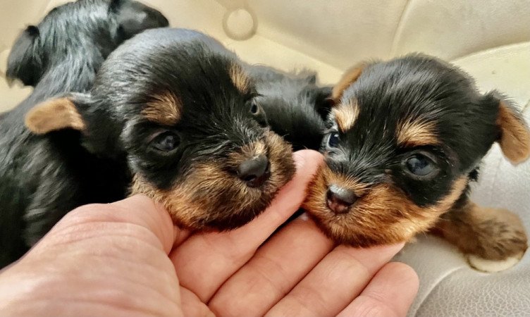 Yorkshire terrier