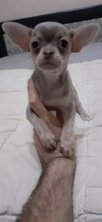 Csivava