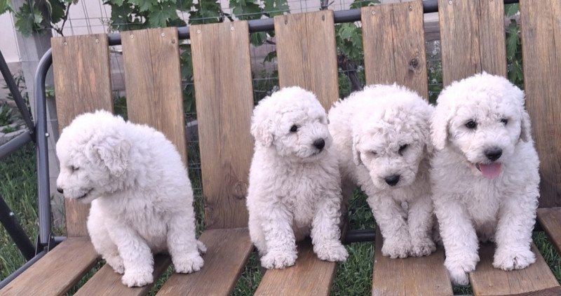 Komondor