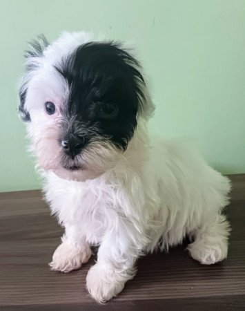 Bichon havanese