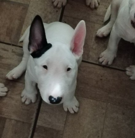 Bullterrier